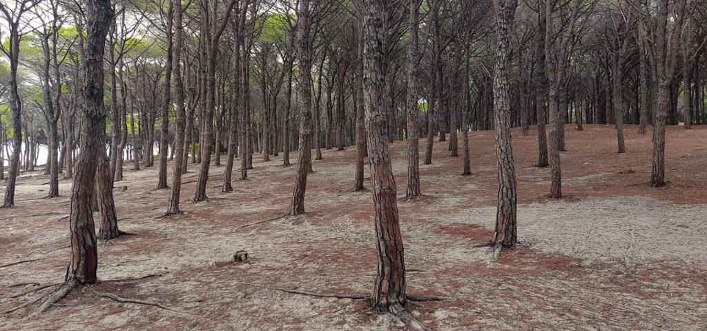 La pineta di Sant'Anna a Tanaunella.